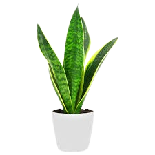  Snake Plant 'Laurentii'
