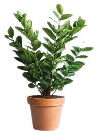 ZZ Plant 'Zamioculcas'