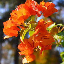 Bougainvillea 'Sunset Glow'