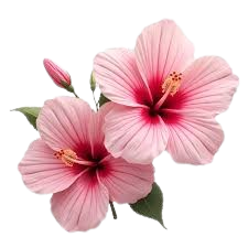  Hibiscus 'Tropical Beauty'