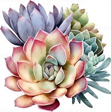 Succulents
